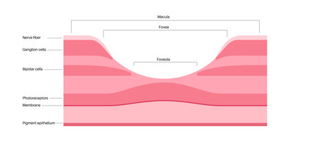 Macula fovea and foveolaのイラスト素材