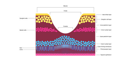 Macula fovea and foveolaのイラスト素材