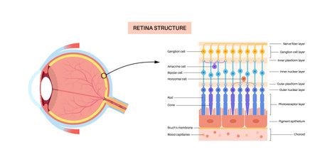 Retina structure posterのイラスト素材