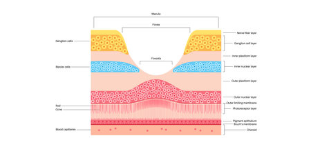 Macula fovea and foveolaのイラスト素材