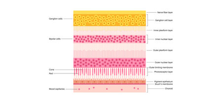 Macula fovea and foveolaのイラスト素材