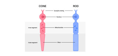 Photoreceptors medical posterのイラスト素材
