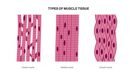 Human muscle tissuesのイラスト素材