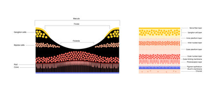 Macula fovea and foveolaのイラスト素材