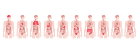 Human internal organs