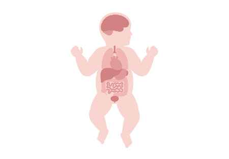 Human internal organsのイラスト素材