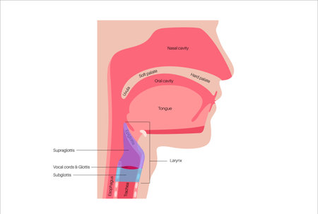 Larynx anatomy posterのイラスト素材