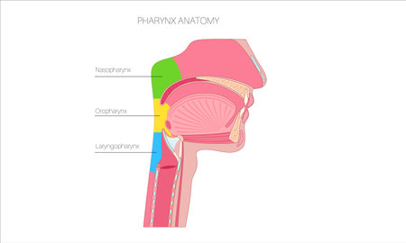Pharynx anatomy posterのイラスト素材