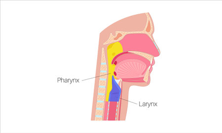 Pharynx and larynxのイラスト素材