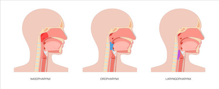 Pharynx anatomy posterのイラスト素材