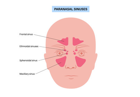 Paranasal sinus posterのイラスト素材