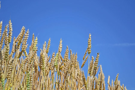 cornfield 2の写真素材
