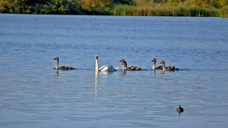 swansの写真素材