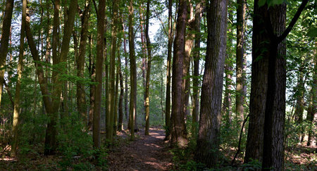 Forestの写真素材