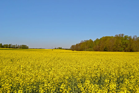 oilseed rapeの写真素材