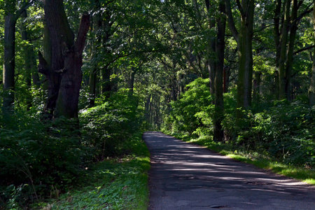forest roadの写真素材