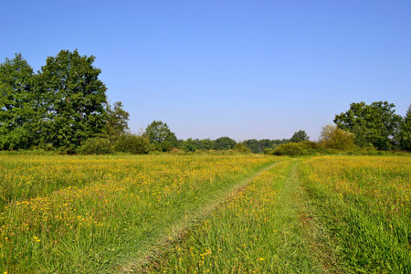 meadowの写真素材