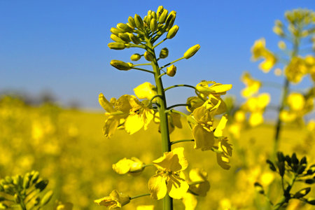 oilseed rape 2の写真素材