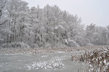 snowy landscapeの写真素材
