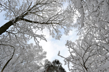 Snowy treetopsの写真素材
