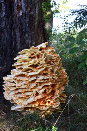 strange, yellow mushroom growing on a tree trunkの写真素材