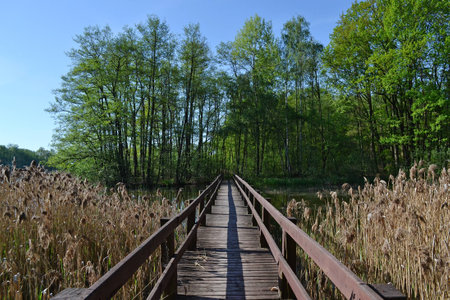 Wooden bridge leading across the lake overgrown with reedsの写真素材