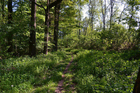 little path leading overgrown forestの写真素材