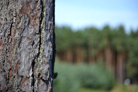 View of the bark on the trunk of pine treeの写真素材