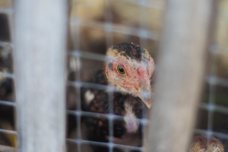 Chicken in the cageの写真素材