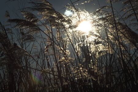 wild grassesの写真素材