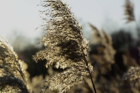 wild grassesの写真素材