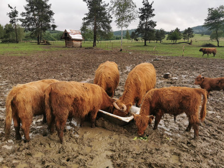 ハイランドキャトルの写真 イラスト素材一覧 5 370件 ストックフォトのamanaimages Plus