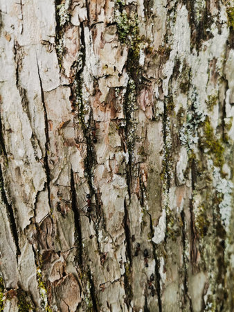 Ant on a tree trunk.