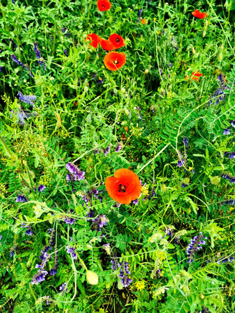 Poppies against the background of a green wild meadow.の写真素材