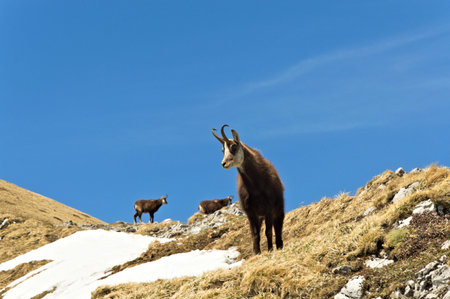 Tatra Mountains Poland mountain chamois in the Tatra Mountains.の写真素材