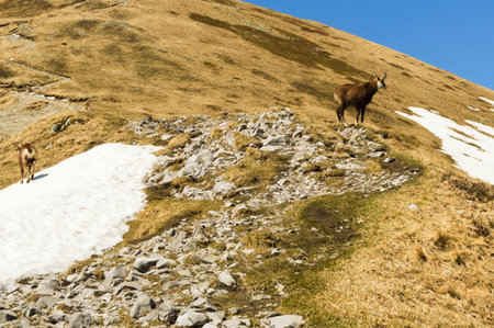Tatra Mountains Poland mountain chamois in the Tatra Mountains.の写真素材
