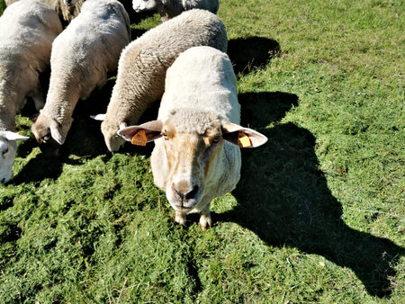 Sheep's head close up. sheep staring at the lens.