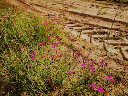 A sandy road. Dotted pink (Dianthus deltoides) on the sandy road.