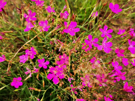 Dotted carnation (Dianthus deltoides) roadside flowers.