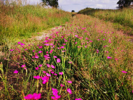 Dotted carnation (Dianthus deltoides) roadside flowers.の写真素材
