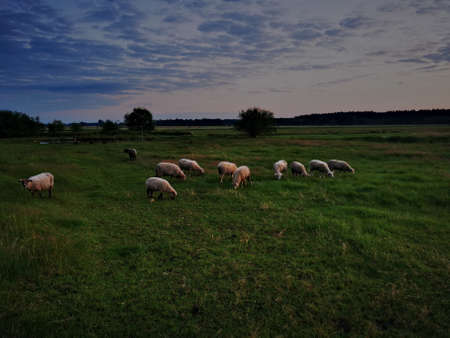 Sheep in the meadow at sunsetの写真素材