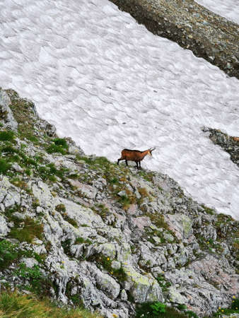 Mountain chamois on the snow-covered slope by the glacier. Summer in the Tatra Mountains.の写真素材