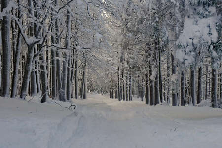 The trees in the forest covered with snow. Winter in the forest. Winter in Poland.の写真素材