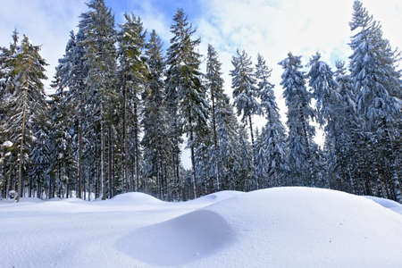Snowdrift. Winter in the forest, snow-capped spruces.の写真素材