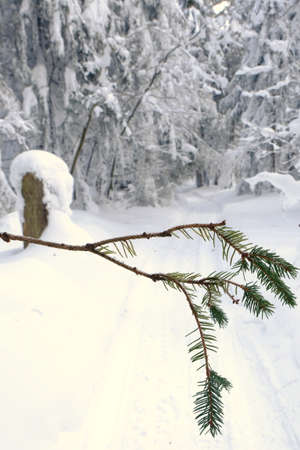 Winter forest, snow-covered trees.の写真素材