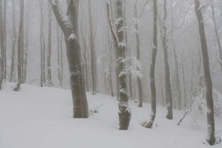Winter in the forest. Hazy homy forest sprinkled with snow.の写真素材