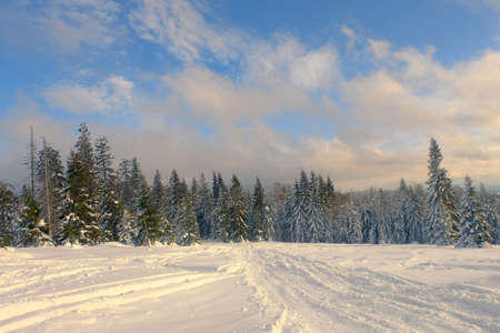 Snow-covered spruce trees against the background of the blue sky. Snow on the slope.の写真素材