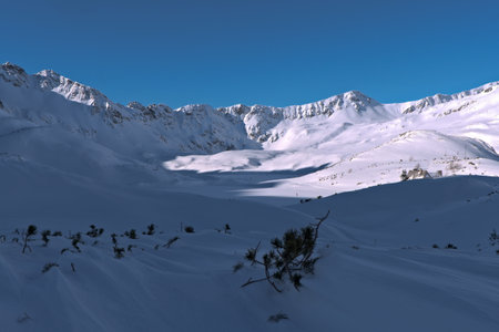 A view of the winter valley of the Five Polish Ponds. Mountain pine in the foreground. Zakopane Podhale Tatry Poland Europe.の写真素材