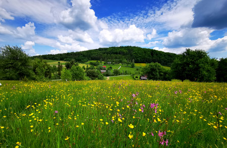 Flowery meadow, summer in Poland. Haymaking, harvest in Poland.の写真素材