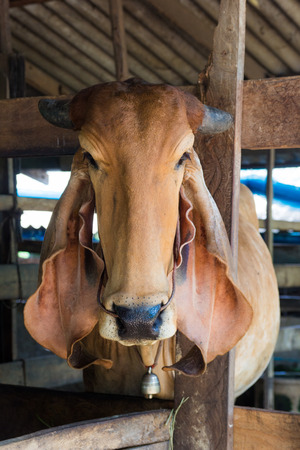 Cow Party to contest the evilness beautiful.の写真素材